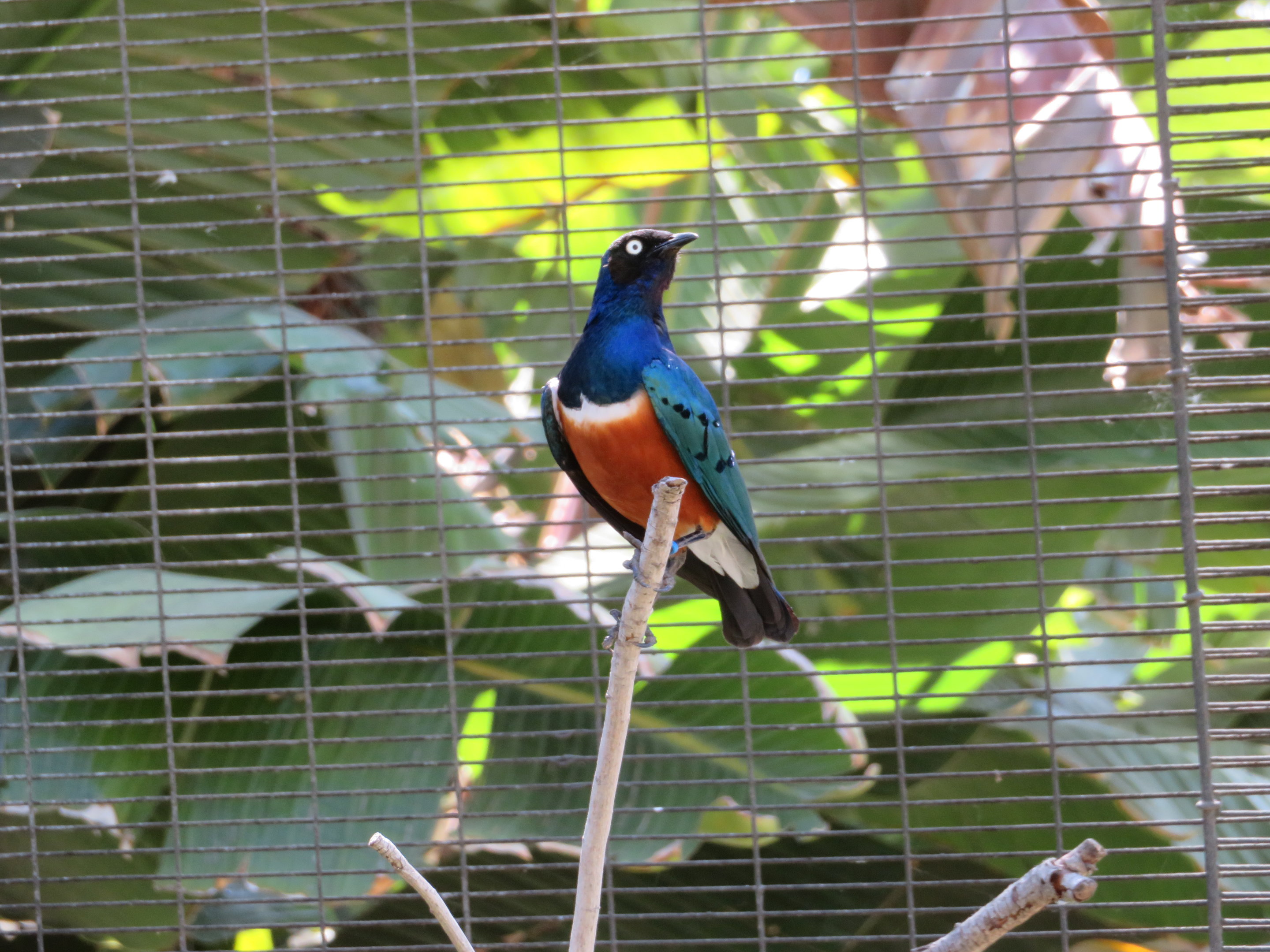 Superb Starling