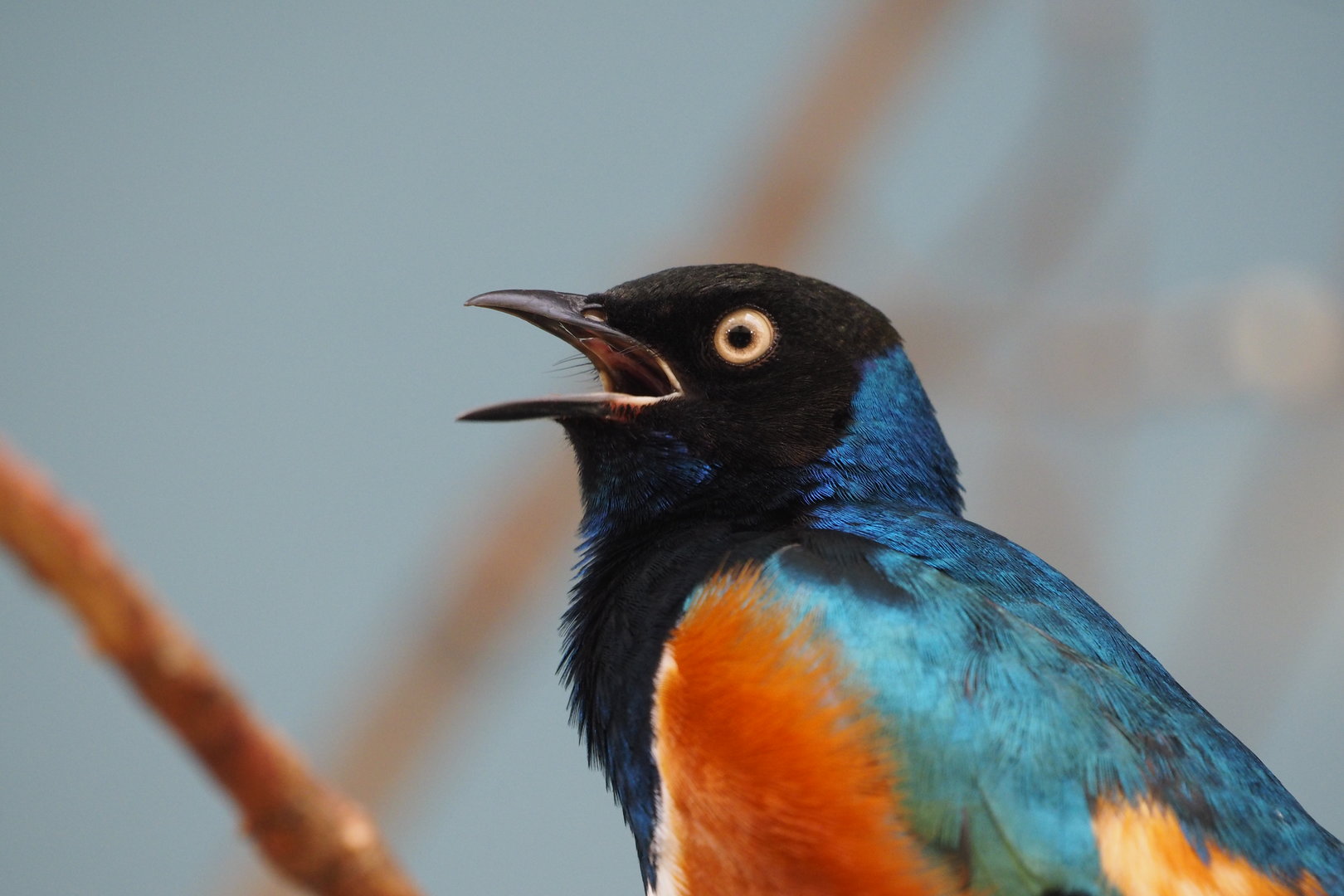 Superb Starling