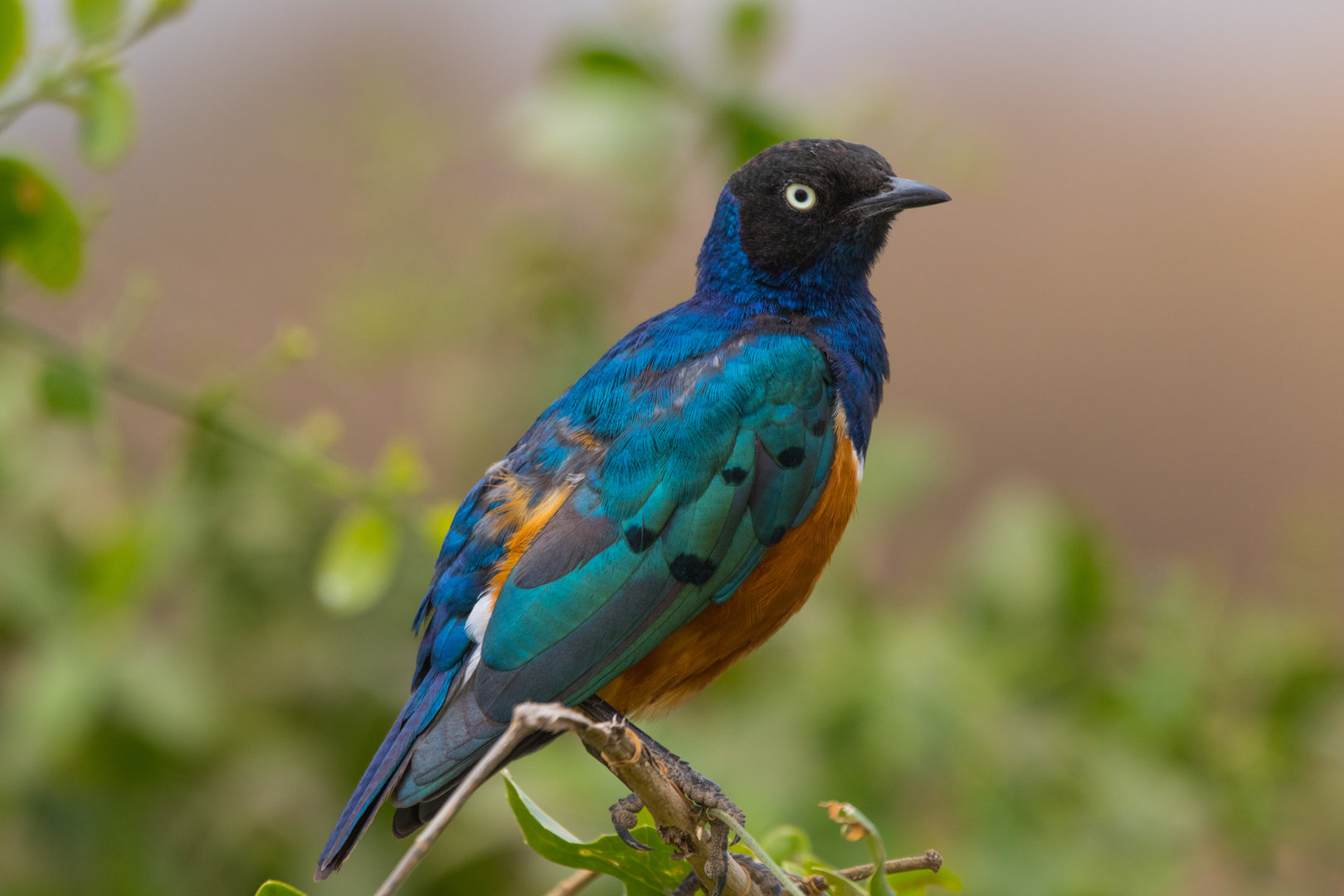 Superb Starling