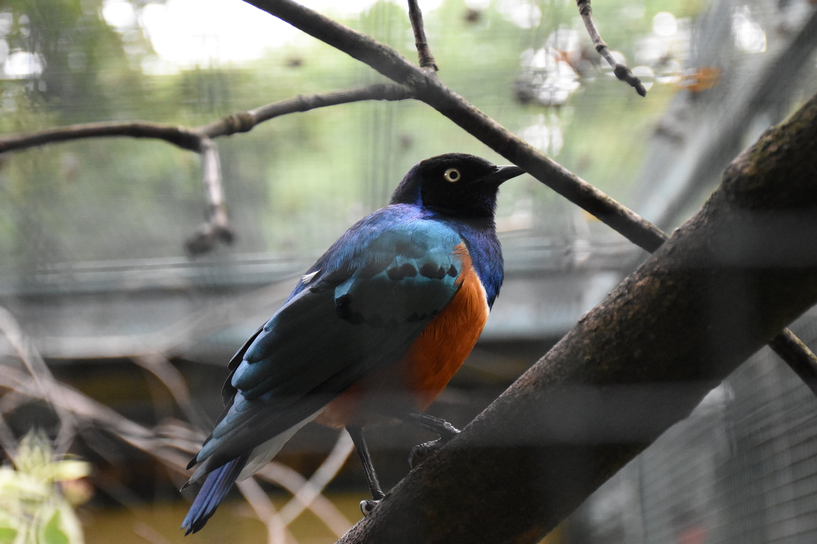 Superb starling