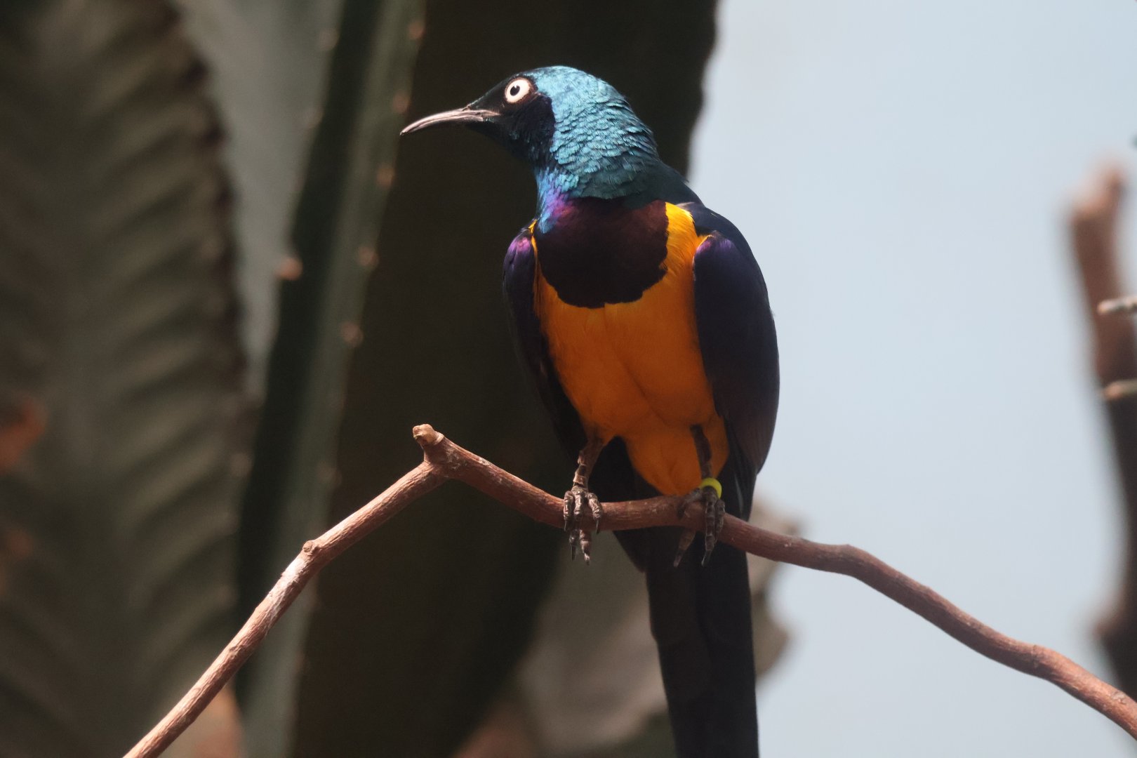 Superb Starling