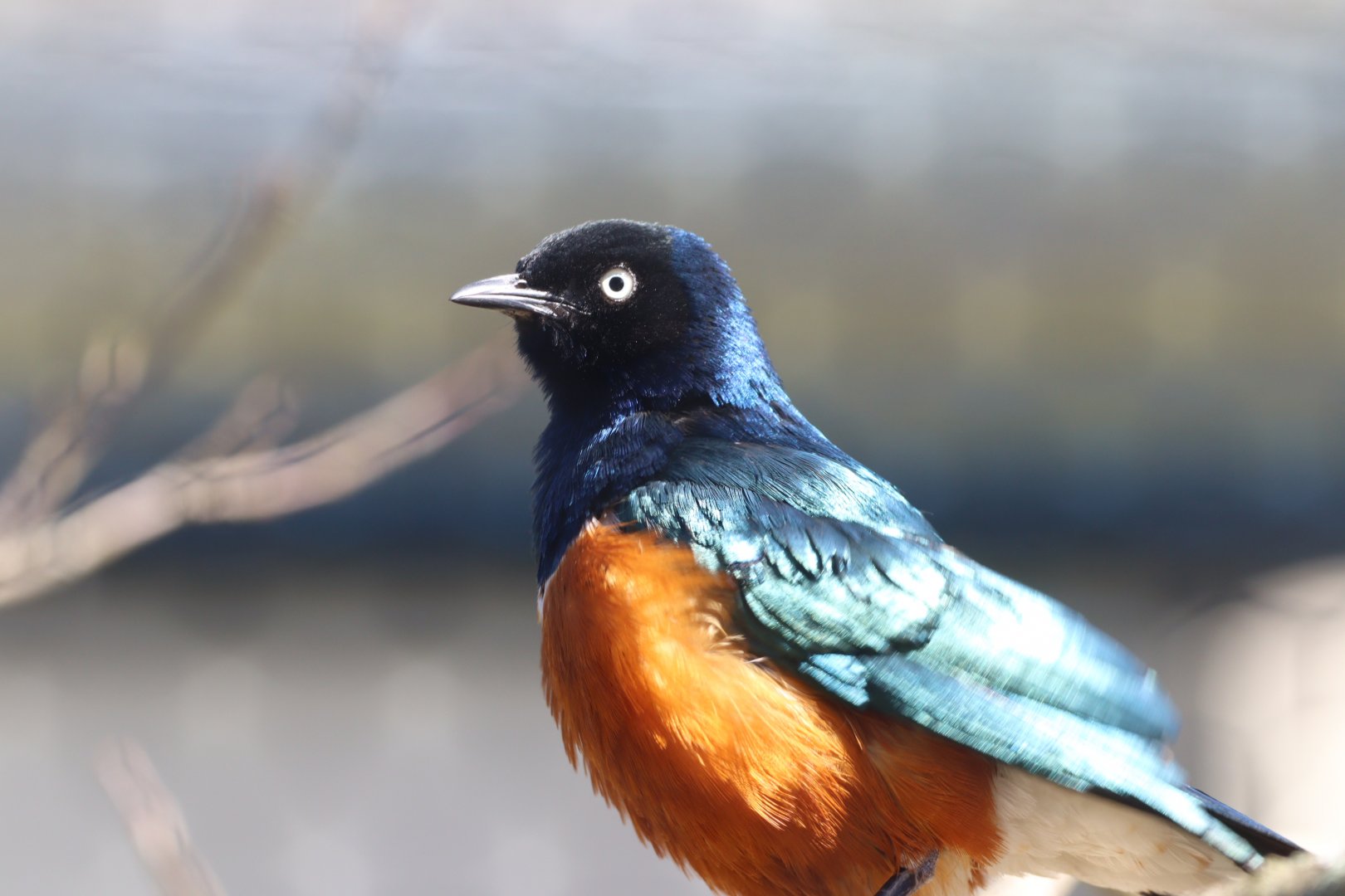 Superb Starling