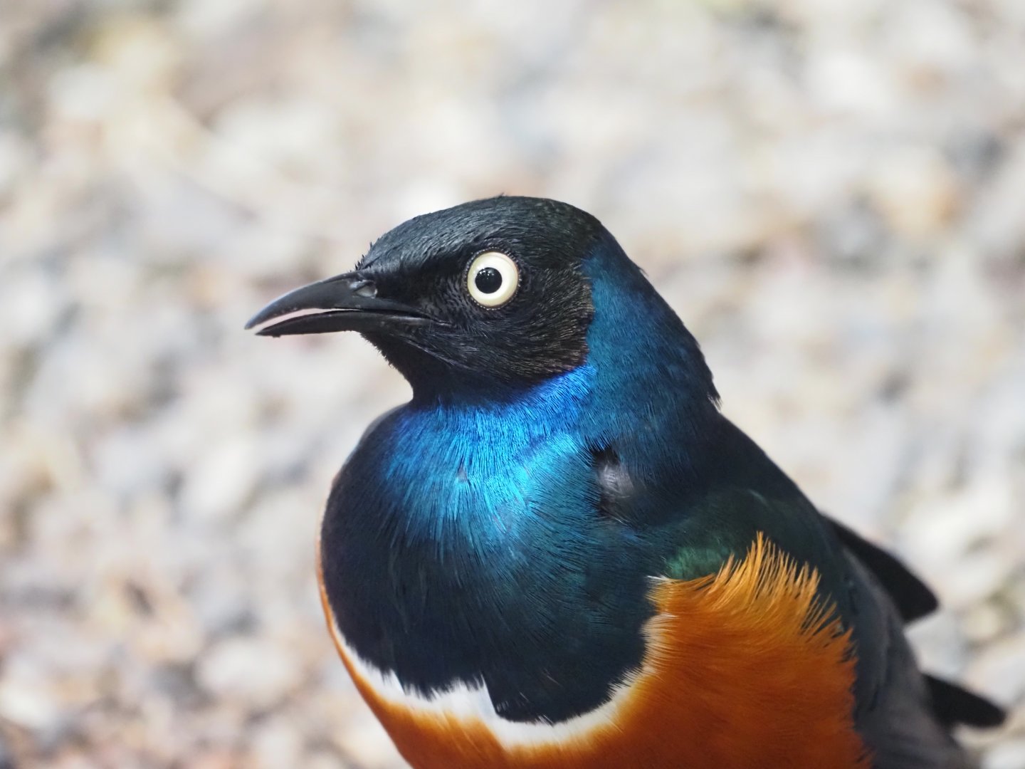 Superb Starling