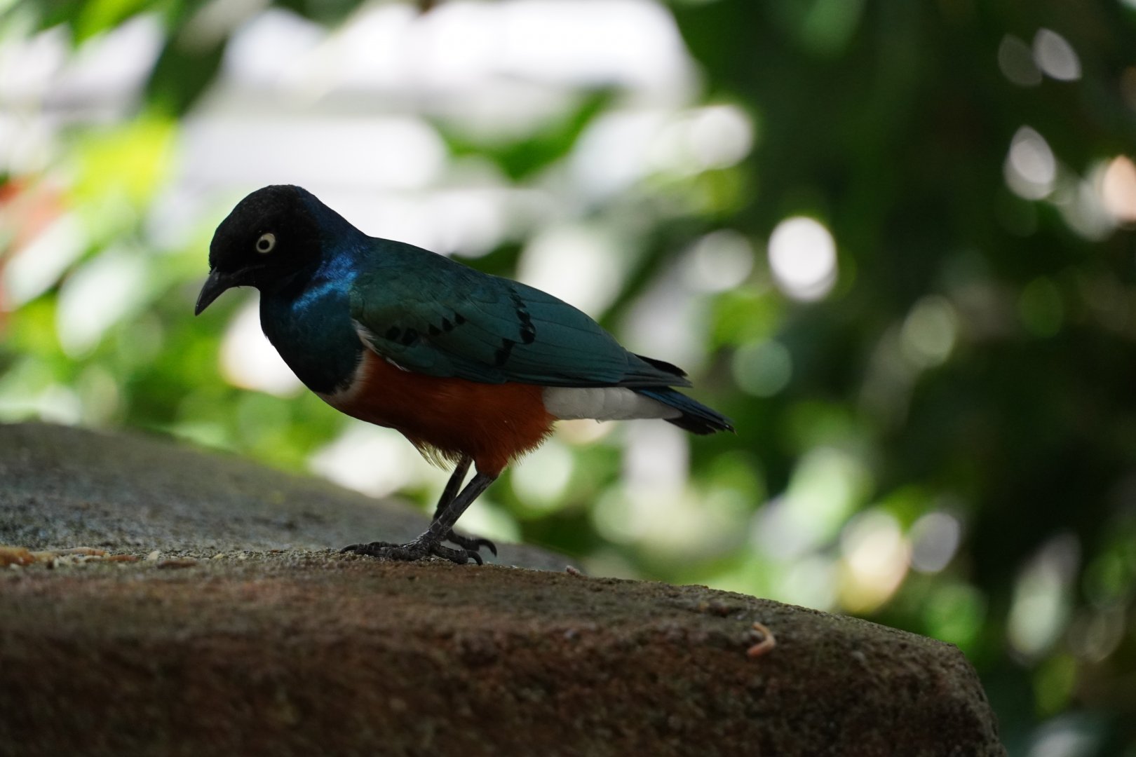 Superb Starling