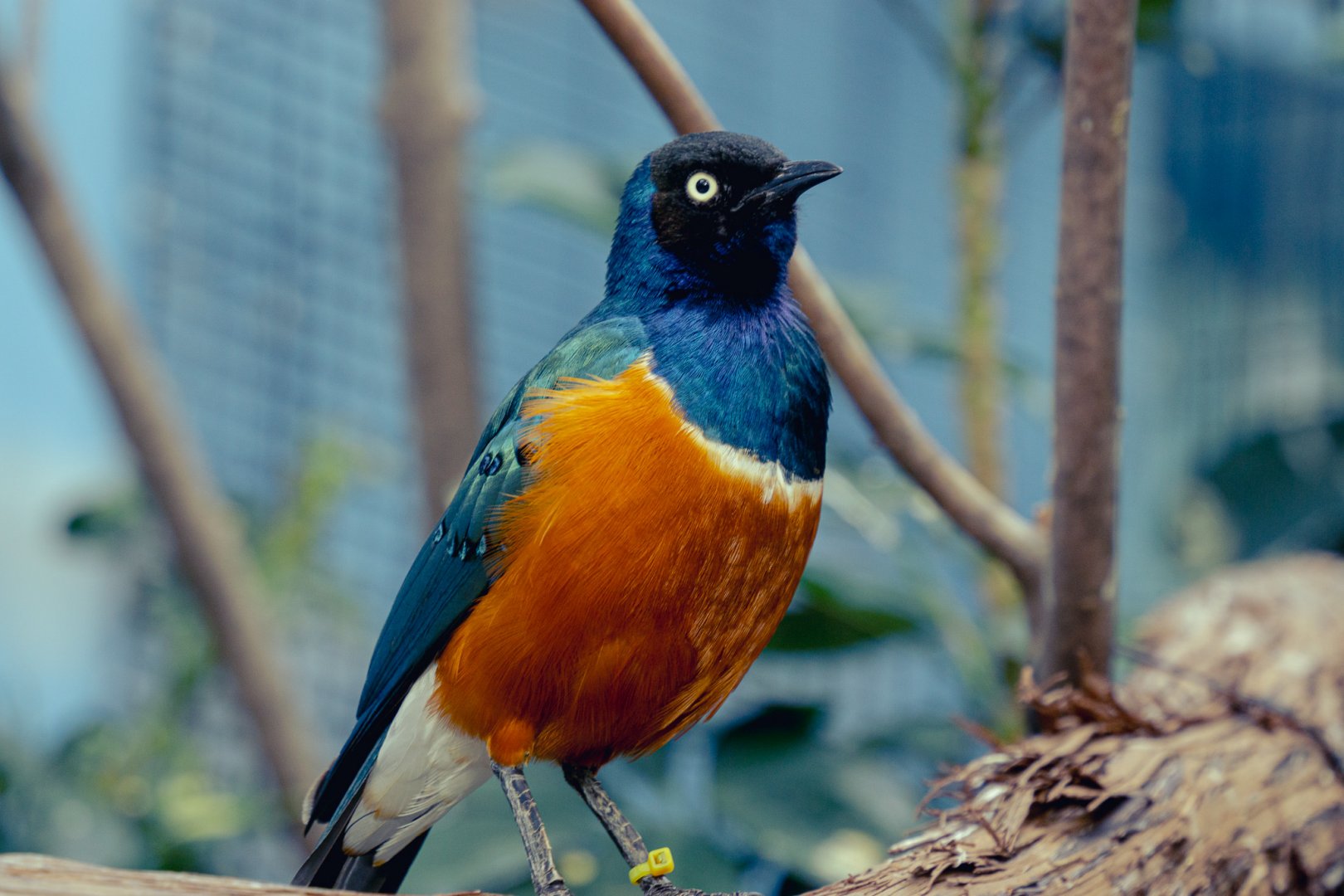 Superb starling