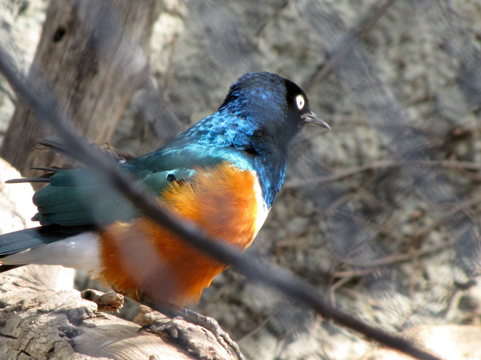 Superb Starling