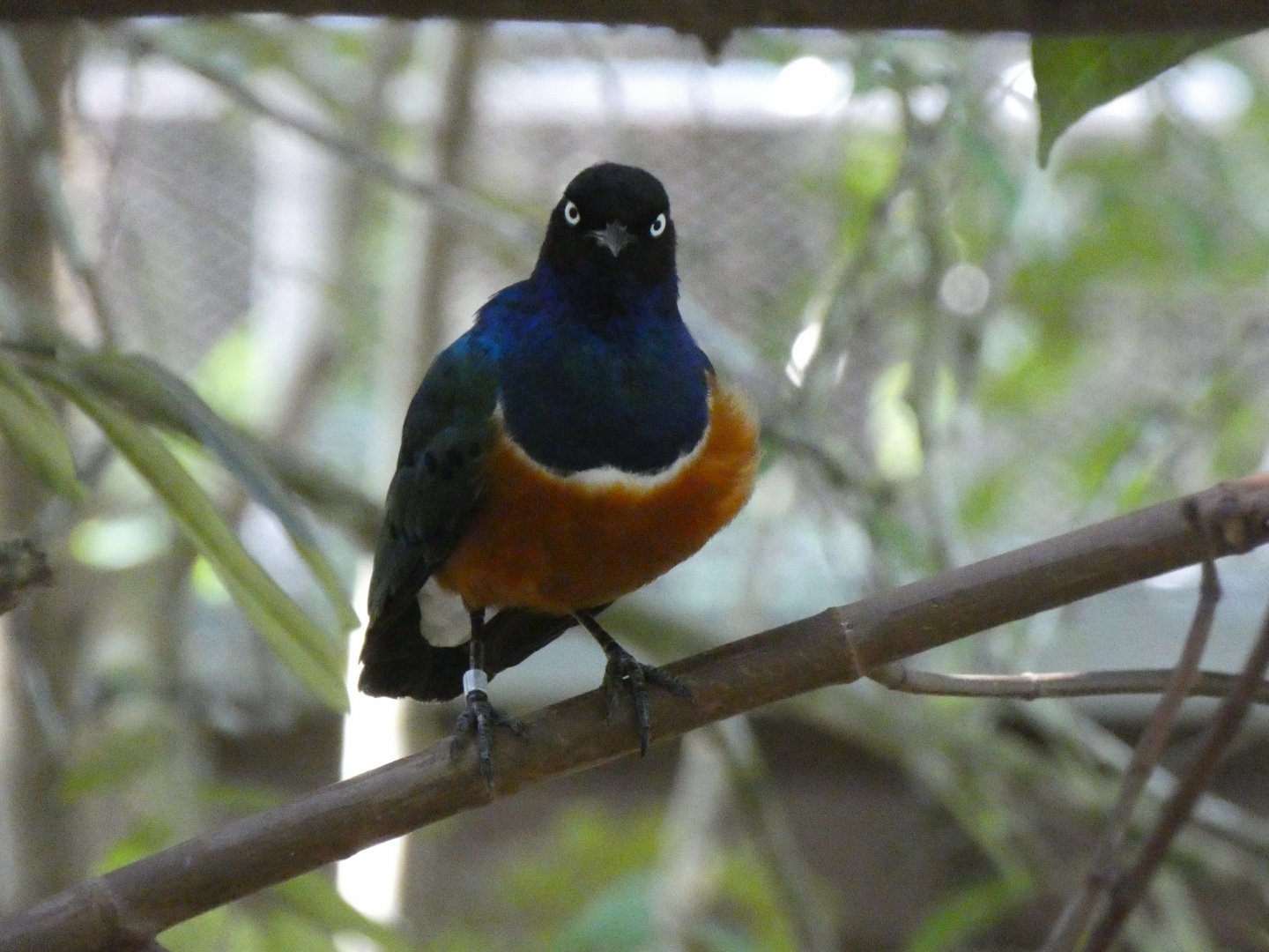 Superb starling