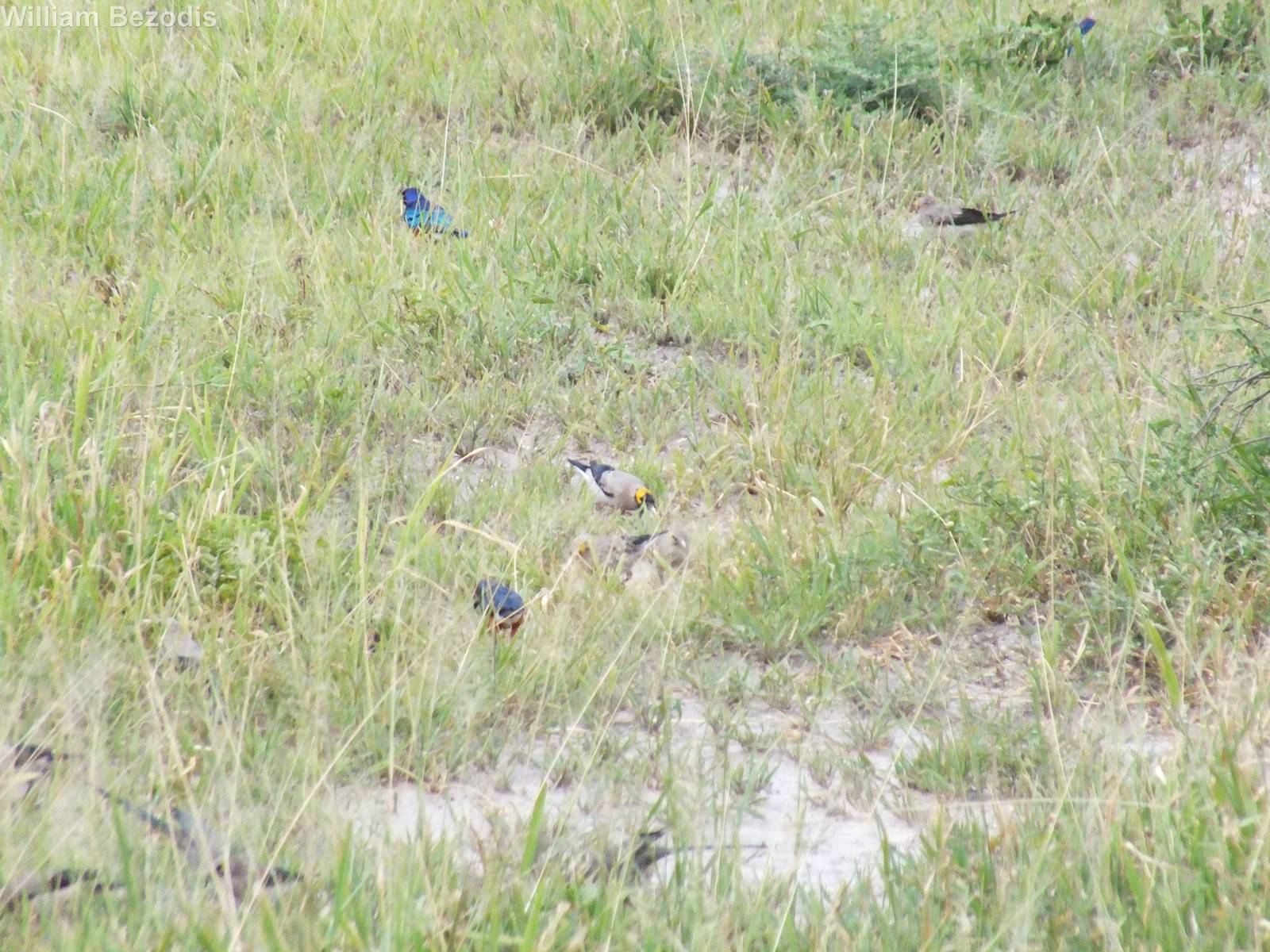 Superb Starlings and Wattled Starlings