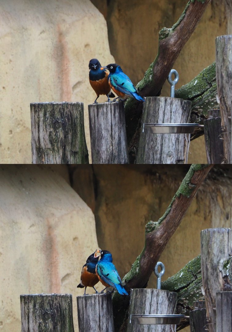 Superb starlings (Lamprotornis superbus),  2020-05-24