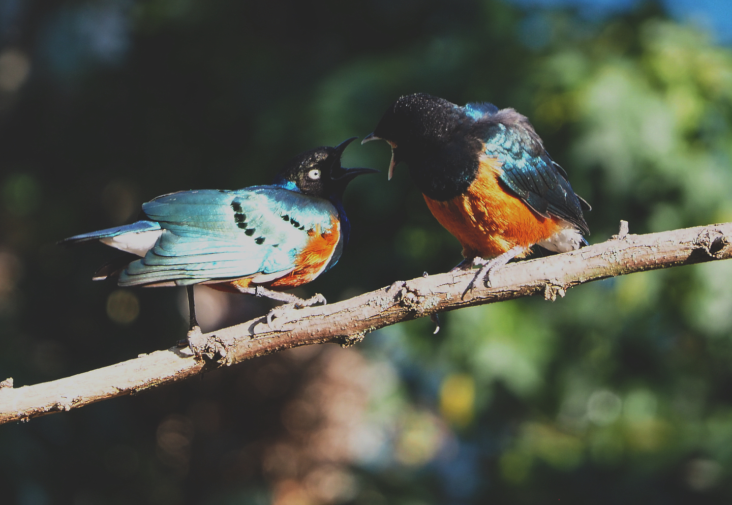 Superb starlings (Lamprotornis superbus), 2020-09-20