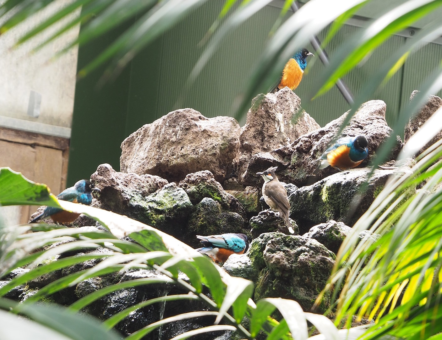 Superb starlings (Lamprotornis superbus) and Red-whiskered bulbul (Pycnonotus jocosus), 2022-08-28