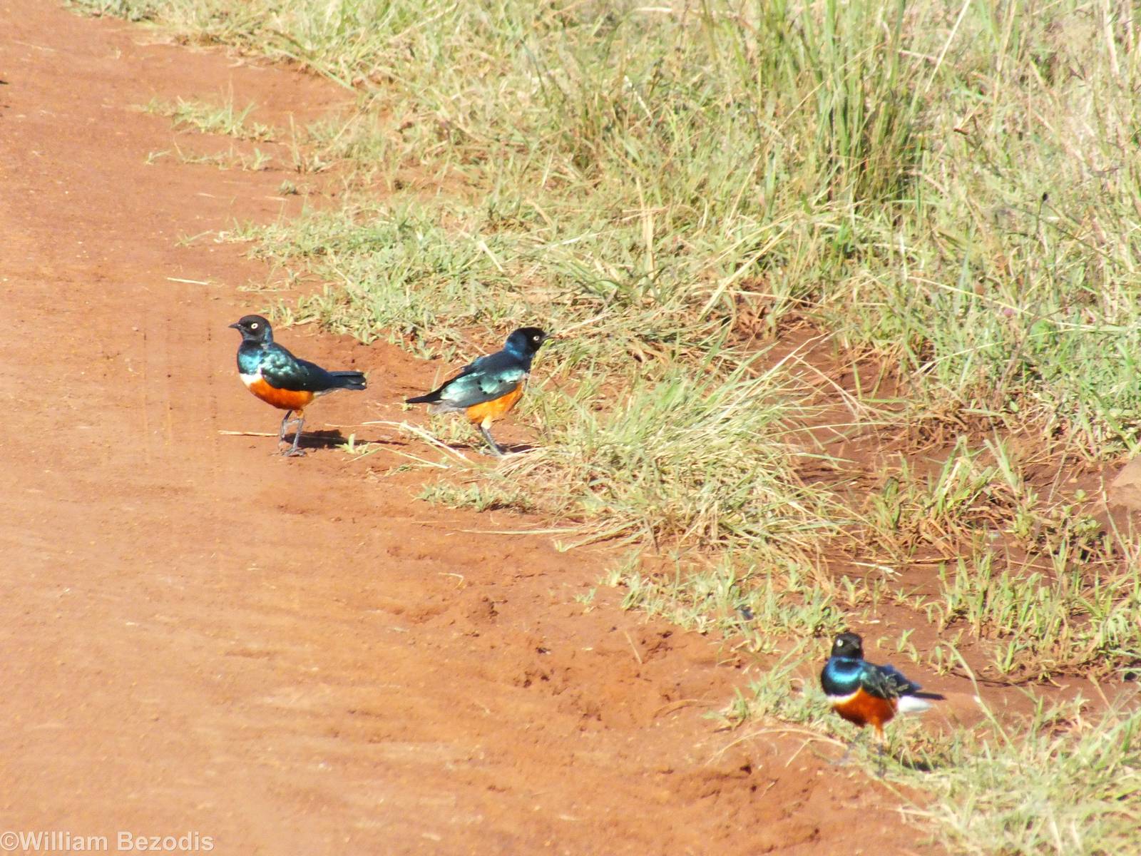 Superb Starlings - Nairobi National Park