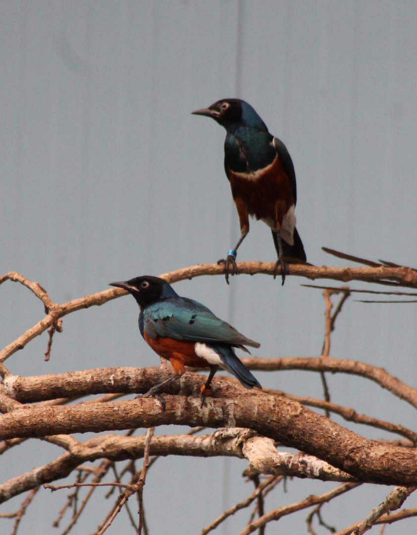 Superb starlings