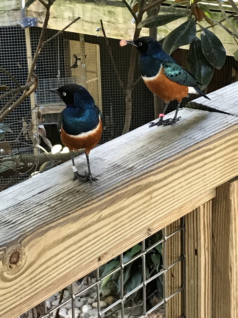 Superb starlings