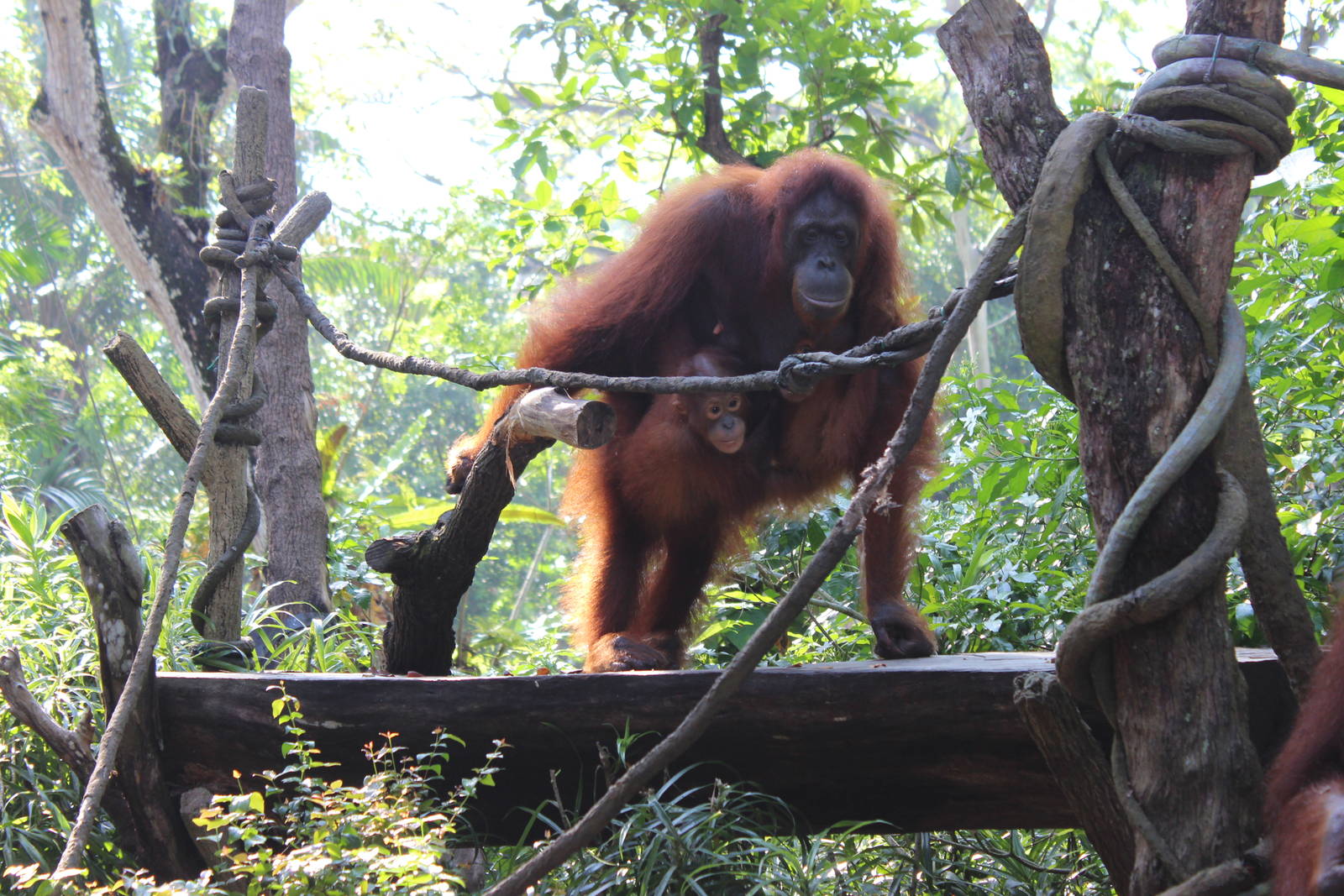 SuperMum-Breakfast with the Orangutans