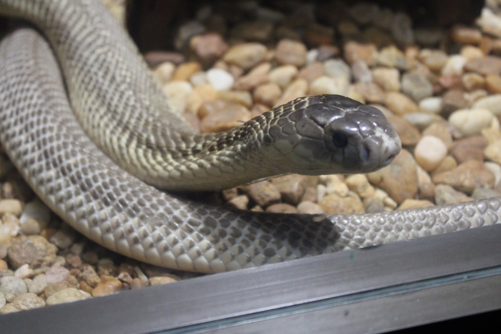 “Suphan” Cobra (Naja kaouthia)