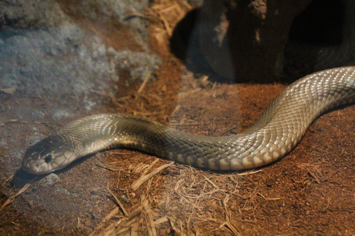 Suphan monocled cobra (Naja kaouthia 'suphanensis') - Suraloka Interactive Zoo