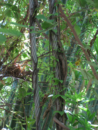 support cable entwined by vine