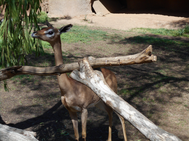 Support your local gerenuk