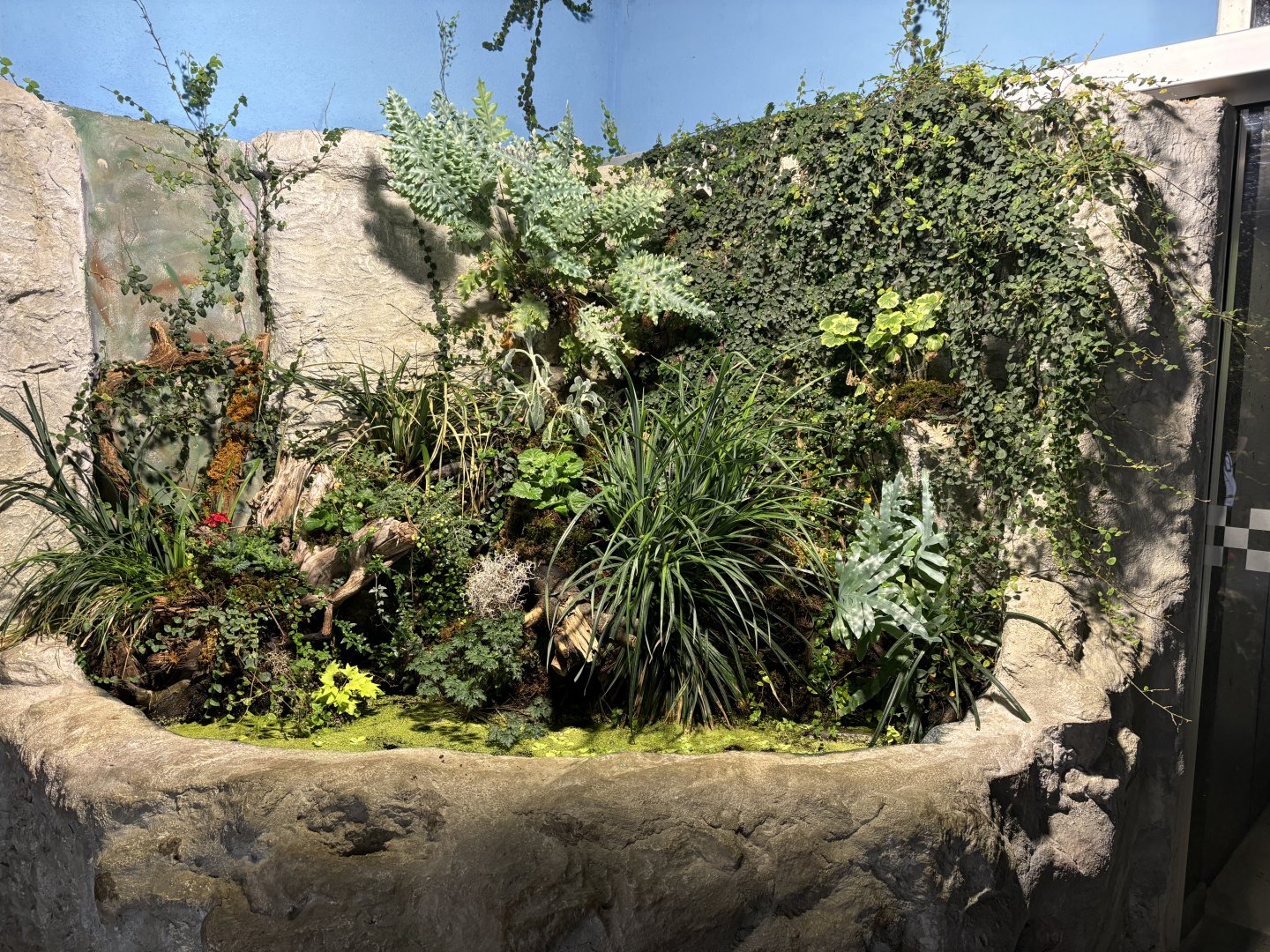 Supposed grass frog and fire salamander enclosure