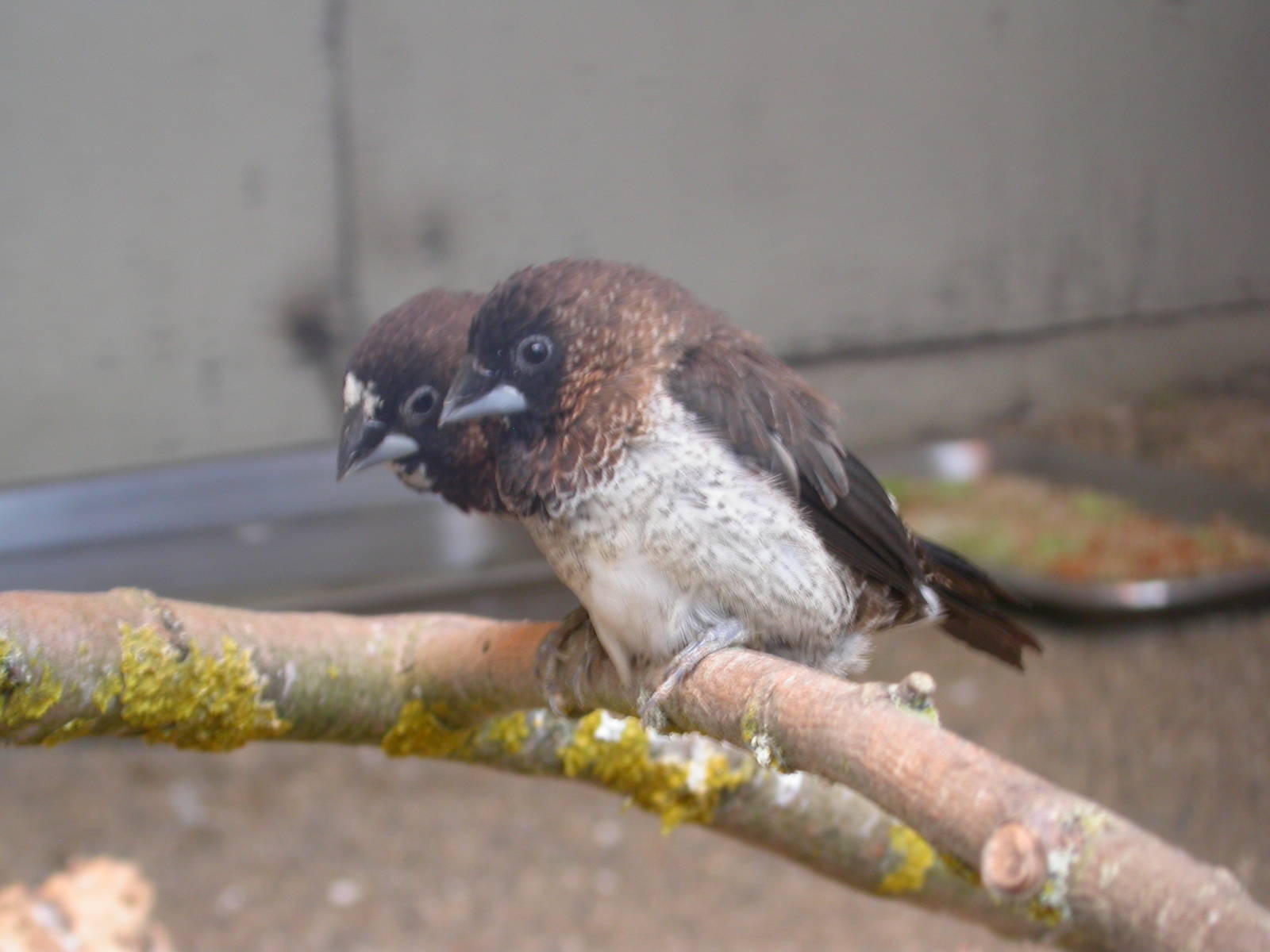 Supposed Spice Finch - Lonchura punctulata