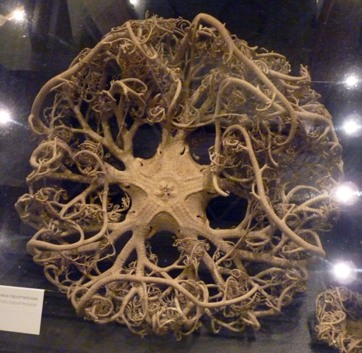 Supposedly Gorgonocephalus caputmedusae