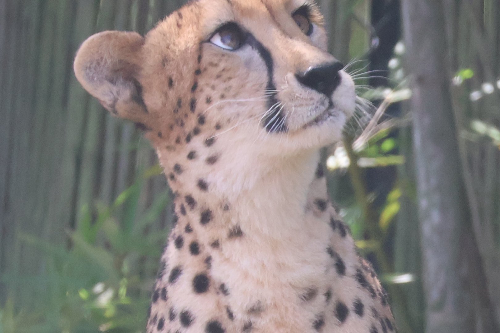 Suprised cheetah