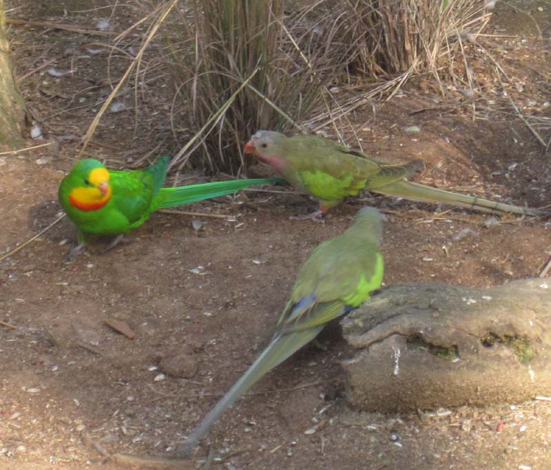 Supurb Parrot male with Princes Parrots