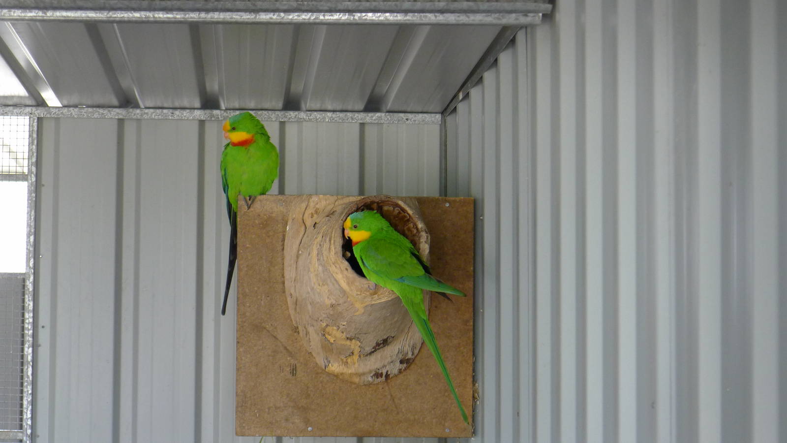 Supurb Parrots, males