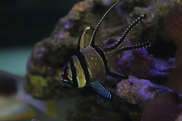 Suraloka Interactive Zoo - Banggai cardinalfish (Pterapogon kauderni)