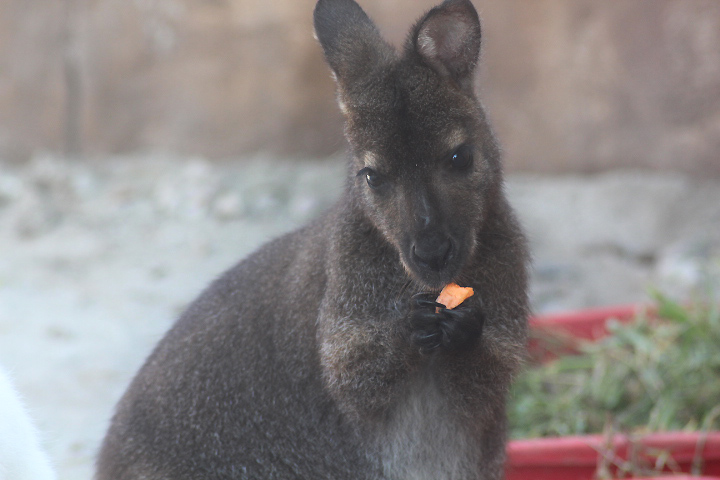 Suraloka Interactive Zoo - Bennett's wallaby (Notamacropus rufogriseus rufogriseus)