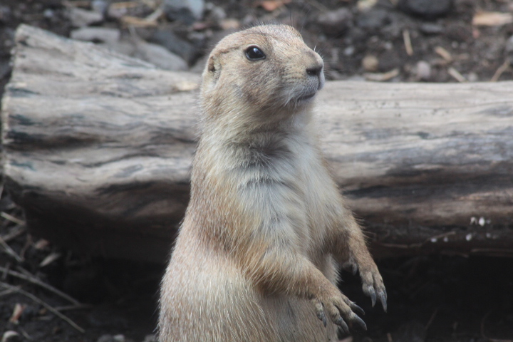 Suraloka Interactive Zoo - Black-tailed prairie dog (Cynomys ludovicianus ludovicianus)