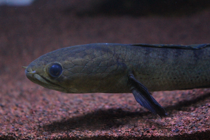 Suraloka Interactive Zoo - Dwarf snakehead (Channa limbata)