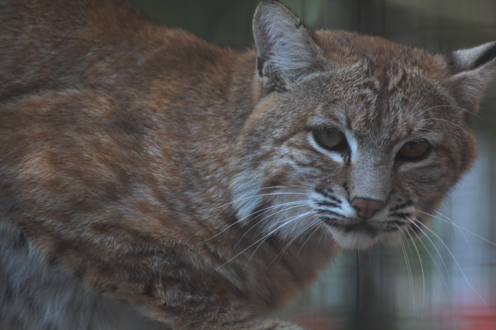 Suraloka Interactive Zoo - Eastern bobcat (Lyxn rufus rufus)