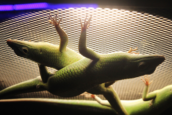 Suraloka Interactive Zoo - Emerald tree skink (Lamprolepis smaragdina)
