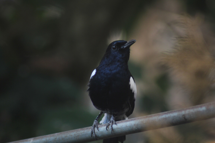 Suraloka Interactive Zoo - Javan magpie-robin (Copsychus saularis amoenus)