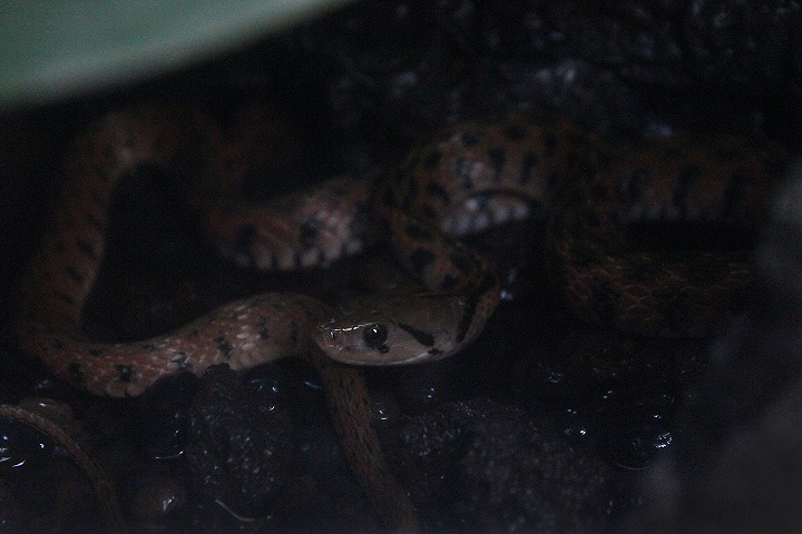 Suraloka Interactive Zoo - Javanese keelback water snake (Fowlea melanzosta)