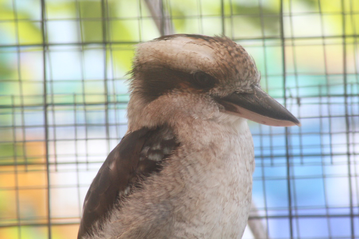 Suraloka Interactive Zoo - Laughing kookaburra (Dacelo novaeguineae novaeguineae)
