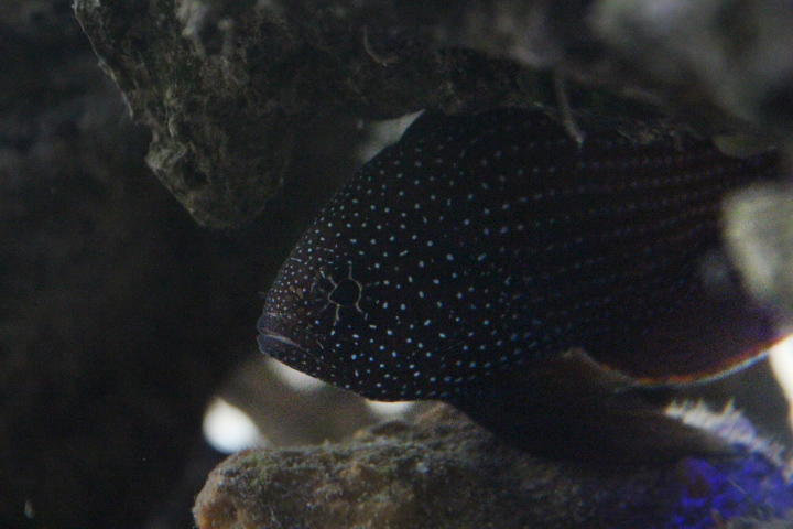 Suraloka Interactive Zoo - Marine betta (Calloplesiops altivelis)