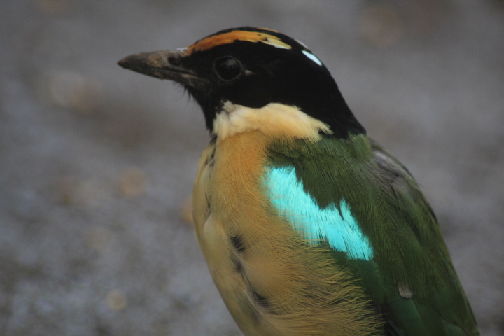 Suraloka Interactive Zoo - Ornate pitta (Pitta concinna)