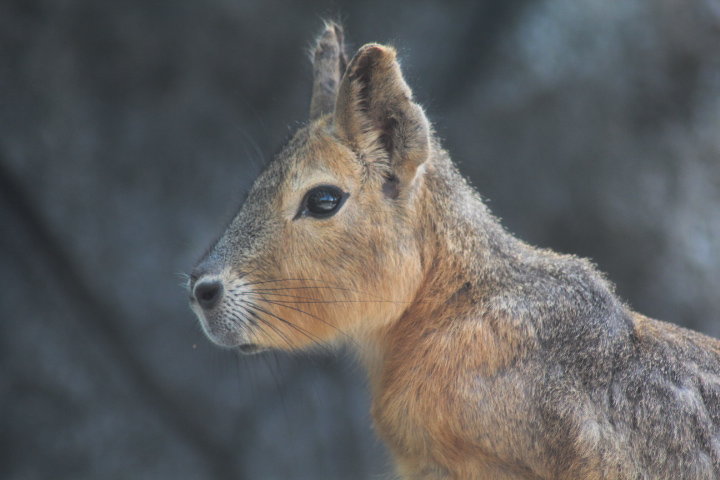 Suraloka Interactive Zoo - Patagonian mara (Dolichotis patagonum)
