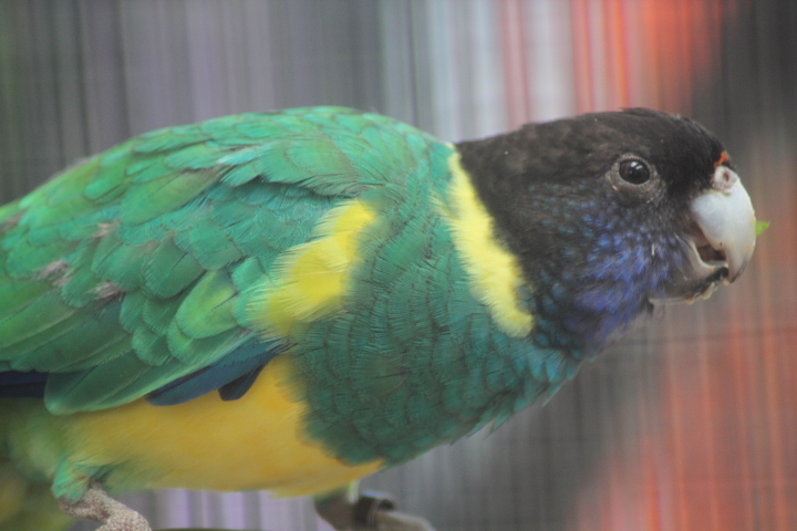 Suraloka Interactive Zoo - Port Lincoln ringneck (Barnardius zonarius zonarius)