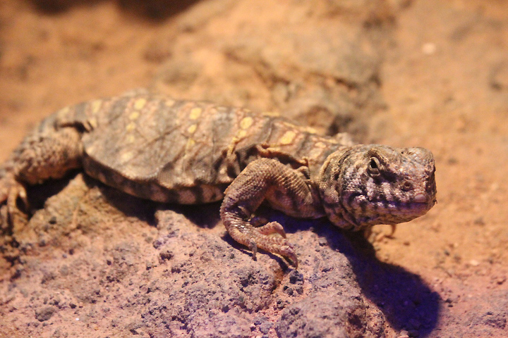 Suraloka Interactive Zoo - Rainbow uromastyx (Uromastyx ornata philbyi)