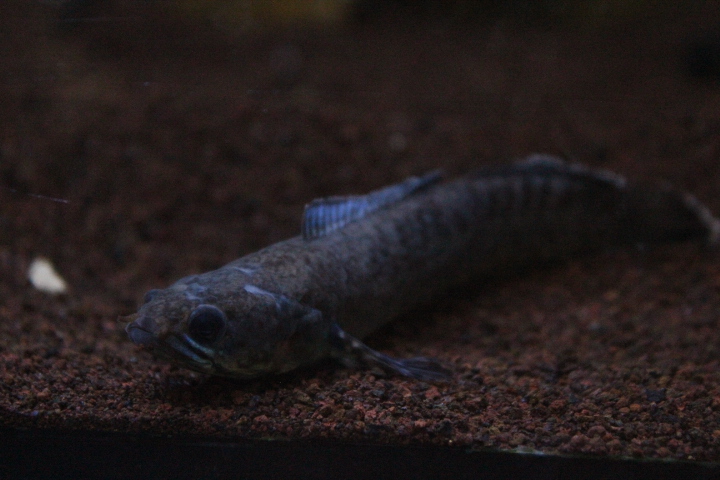 Suraloka Interactive Zoo - Redspotted snakehead (Channa andrao)