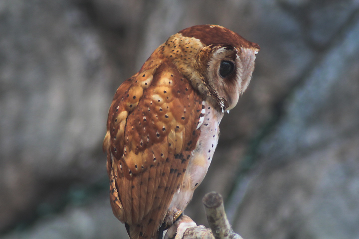Suraloka Interactive Zoo - Southeast Asian bay owl (Phodilus badius badius)