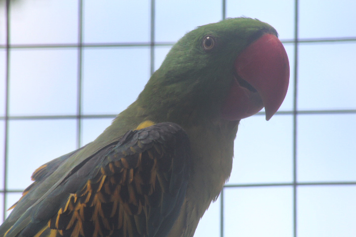 Suraloka Interactive Zoo - Sumba great-billed parrot (Tanygnathus megalorynchos sumbensis)