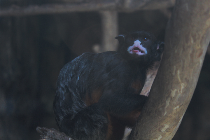 Suraloka Interactive Zoo - Thomas' moustached tamarin (Saguinus labiatus thomasi)