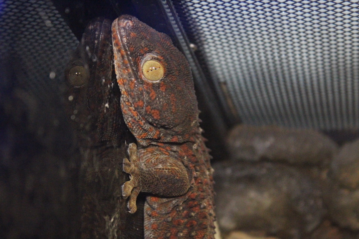 Suraloka Interactive Zoo - Tokay gecko (Gekko gecko gecko)