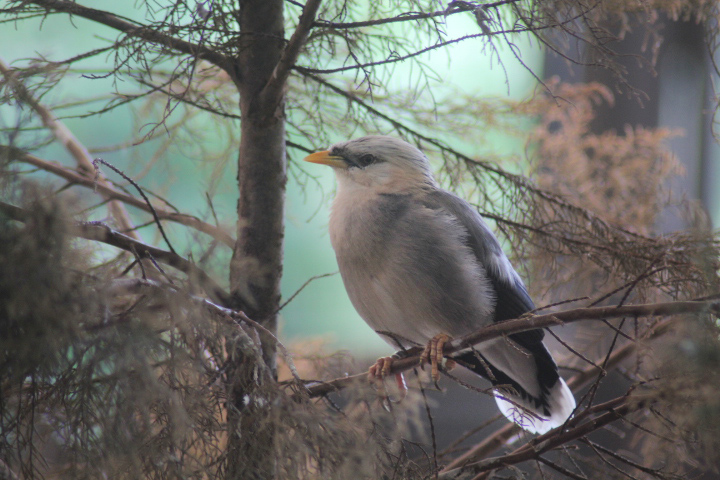 Suraloka Interactive Zoo - Vinous-breasted myna (Acridotheres leucocephalus)
