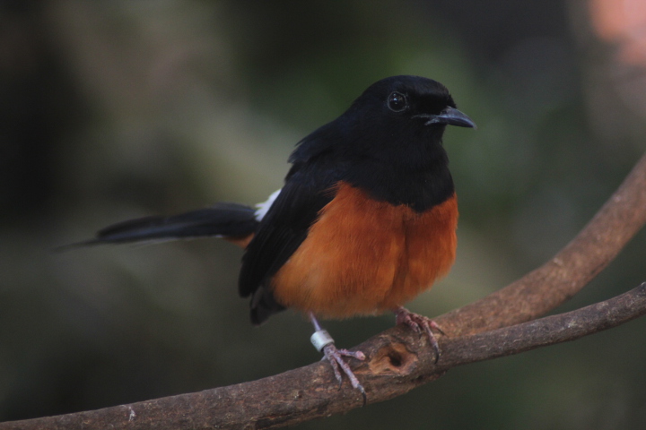 Suraloka Interactive Zoo - White-rumped shama (Copsychus malabaricus tricolor)